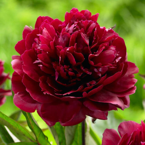 Пион Black Beauty с крупным махровым бордовым цветком на фоне зелёной листвы