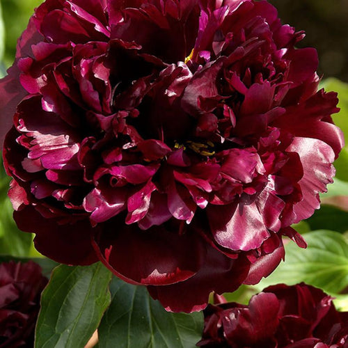 Пион Black Beauty с крупными бордовыми лепестками на фоне зелёных листьев