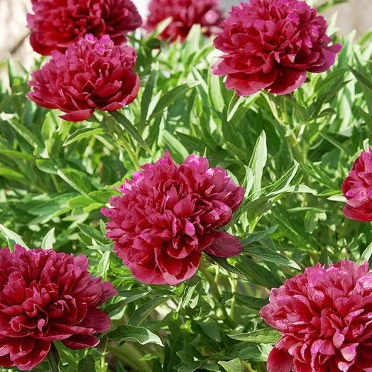 Bulbi de Bujor "Black Beauty", 1 Radacina