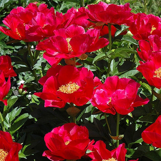 Bulbi de Bujor "Blaze", 1 Radacina