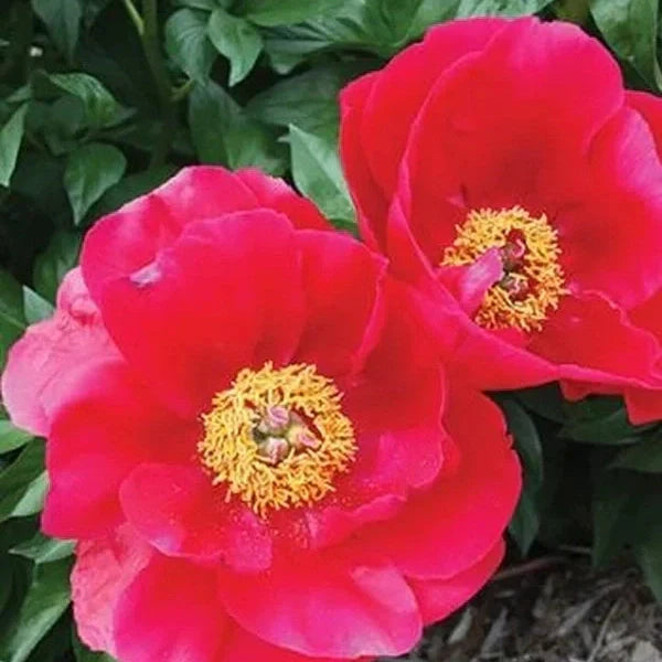 Bulbi de Bujor "Blaze", 1 Radacina