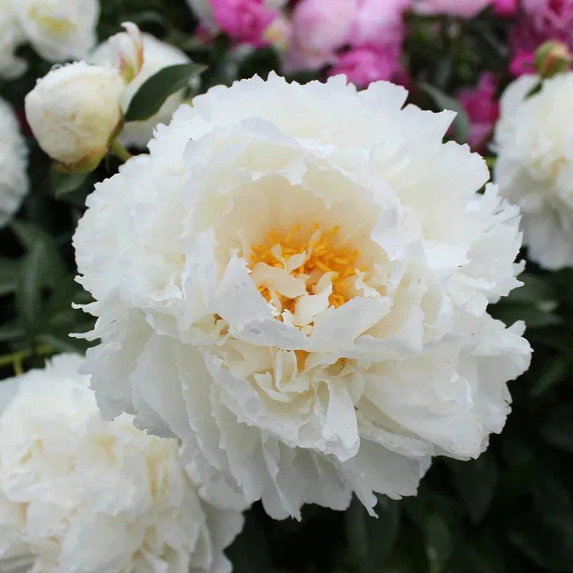 Bulbi de Bujor "Bridal Icing", 1 Radacina