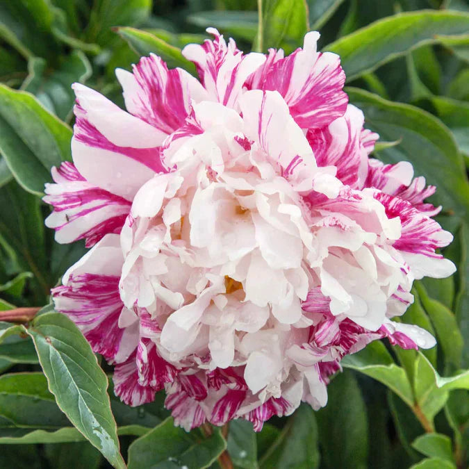 Bulbi de Bujor "Candy Stripe", 1 Radacina