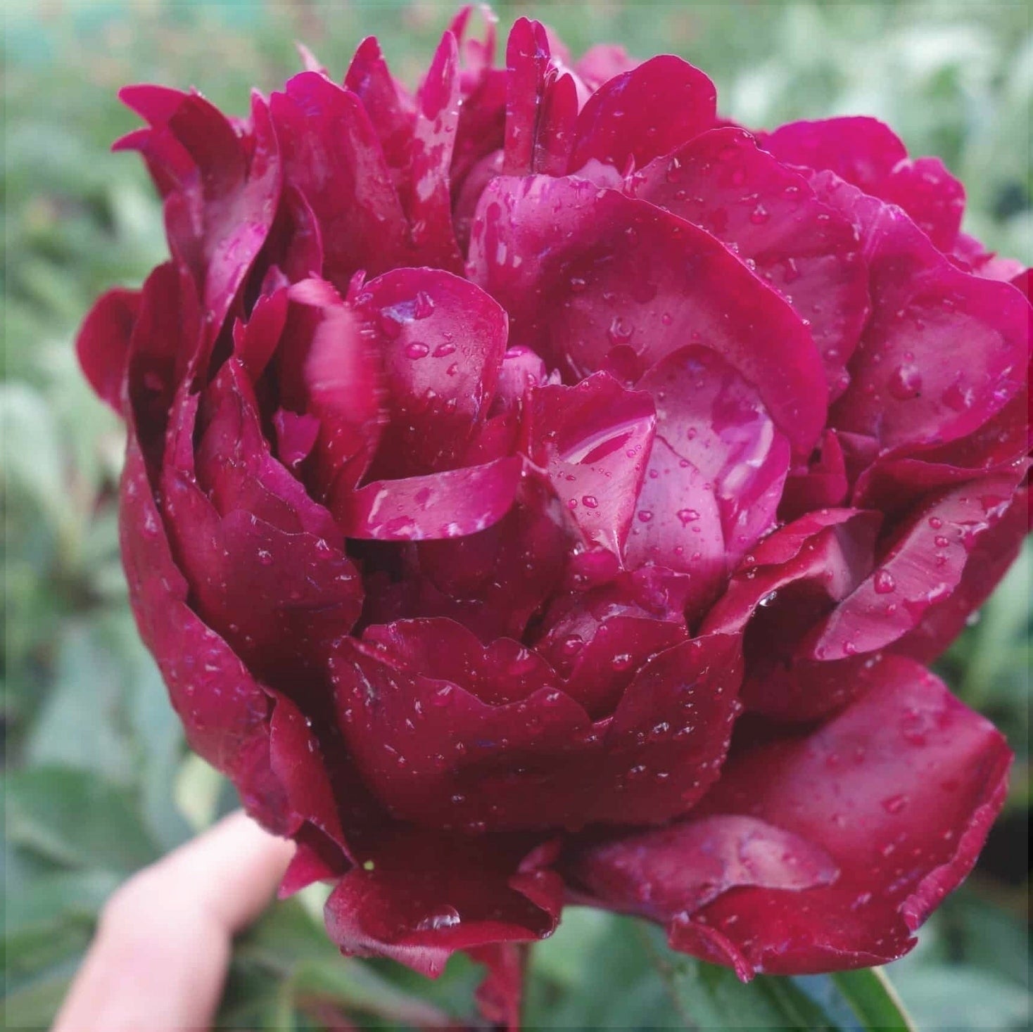 Bulbi de Bujor "Cherry Hill", 1 Radacina