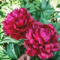 Bulbi de Bujor "Cherry Hill", 1 Radacina