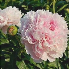 Светло-розовый пион Chiffon Parfait цветет в саду, крупный махровый цветок