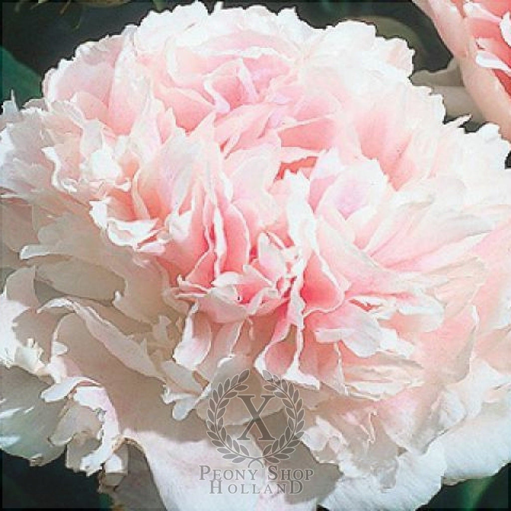 Нежно-розовый пион Chiffon Parfait, крупный махровый цветок на клумбе