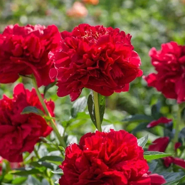 Bulbi de Bujor "Christmas Velvet", 1 Radacina