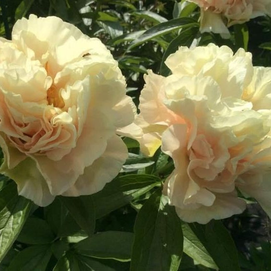 Bulbi de Bujor "Early Canary", 1 Radacina