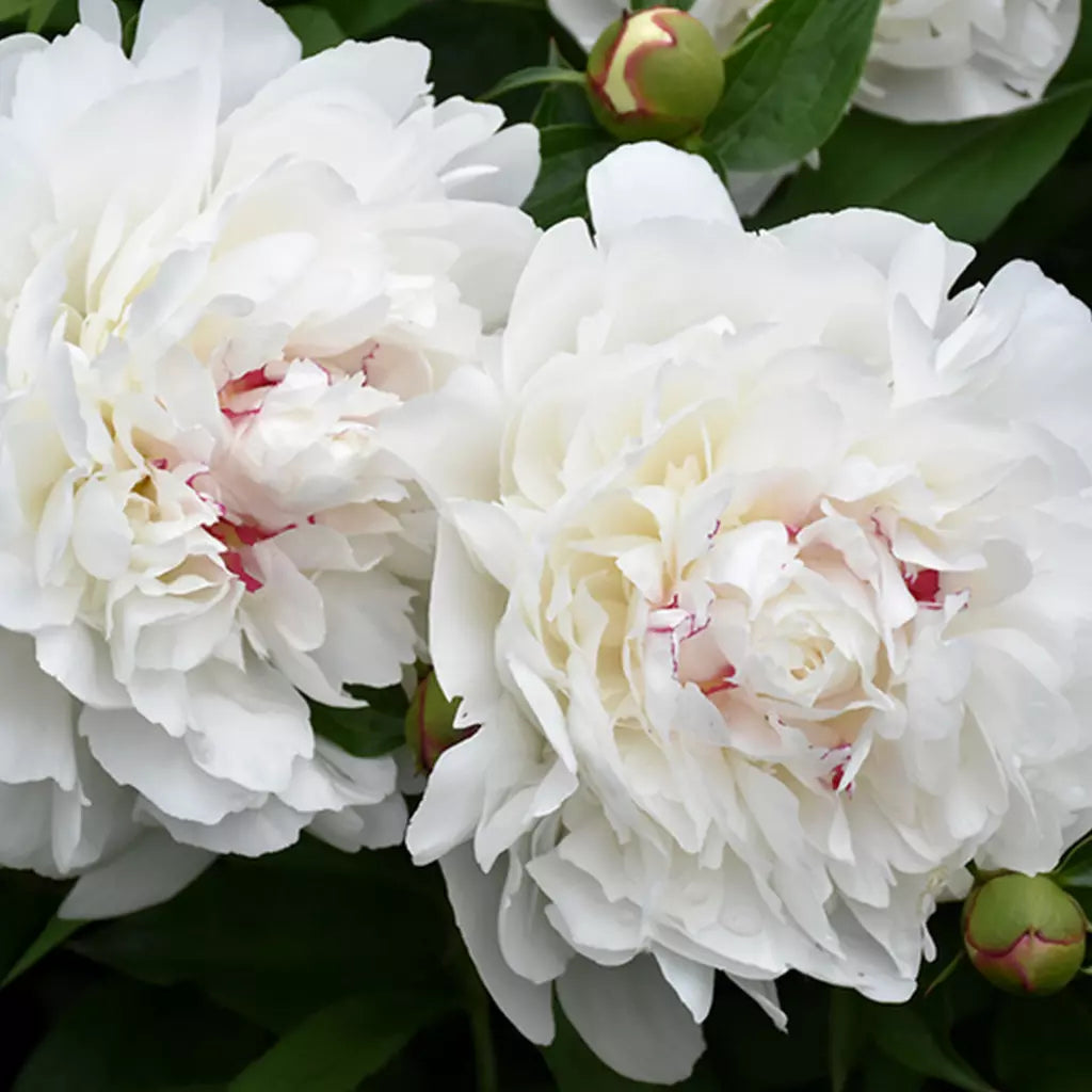 Bulbi de Bujor "Festiva Maxima", 1 Radacina