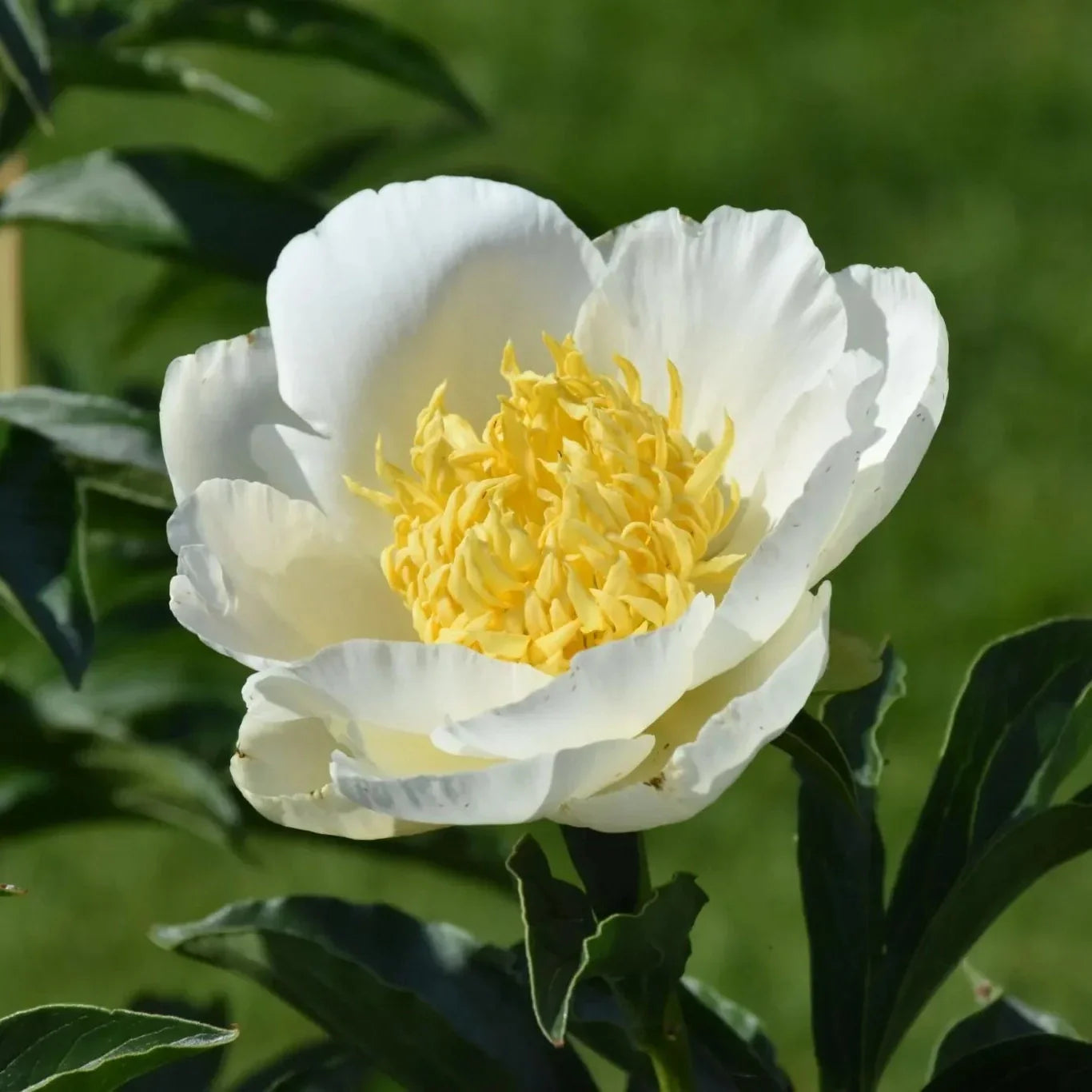 Bulbi de Bujor "Jan von Leeuwen", 1 Radacina