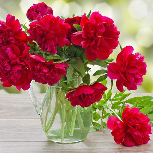 Bulbi de Bujor "Karl Rosenfield", 1 Radacina