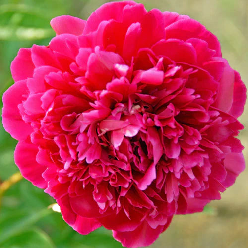 Bulbi de Bujor "Karl Rosenfield", 1 Radacina