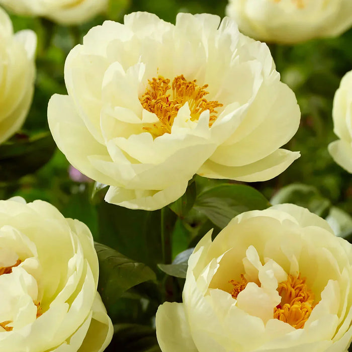 Bulbi de Bujor "Lemon Chiffon", 1 Radacina