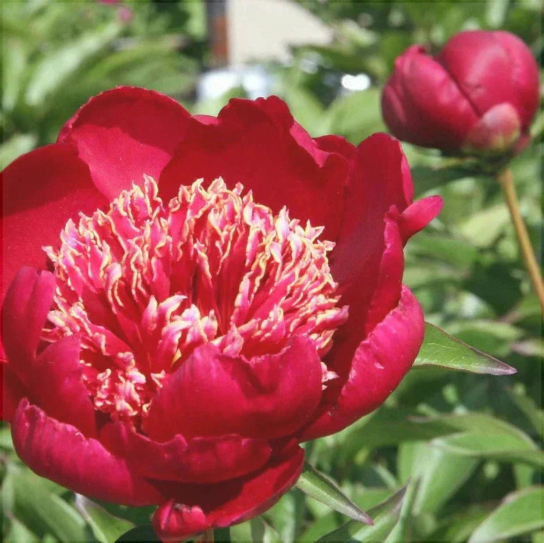 Bulbi de Bujor "Nippon Beauty", 1 Radacina