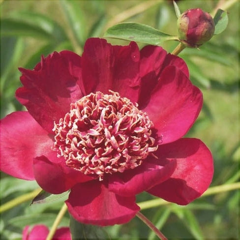Bulbi de Bujor "Nippon Beauty", 1 Radacina