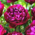 Пышный тёмно-розовый цветок пиона Peter Brand в саду, свежая зелёная листва
