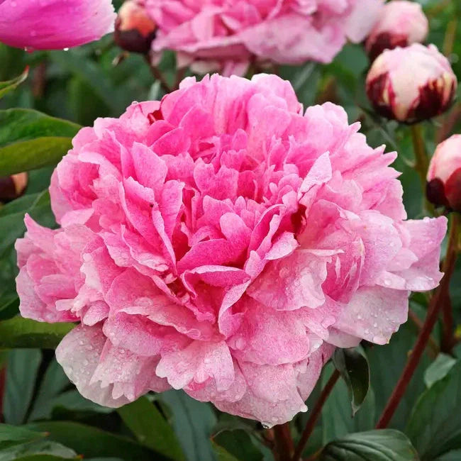 Bulbi de Bujori Mix, 3 Bucati