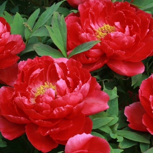 Bulbi de Bujori Mix, 3 Bucati