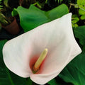 крупный план цветка калы Aethiopica Flamingo с нежно-розовым лепестком и зеленой листвой