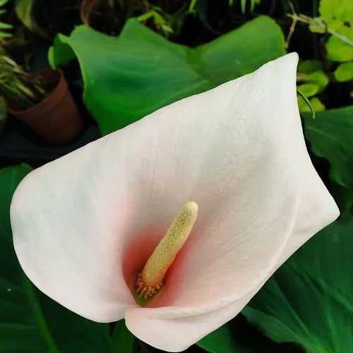 крупный план цветка калы Aethiopica Flamingo с нежно-розовым лепестком и зеленой листвой