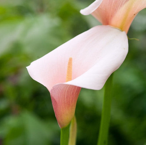 Бледно-розовая кала эфиопская Flamingo на зеленом фоне, крупный план цветка