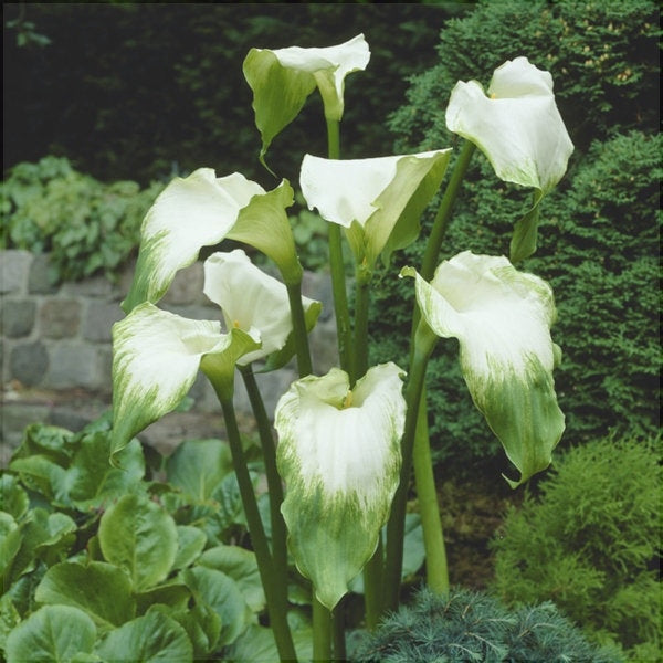 Цветущая кала эфиопская Green Goddess с бело-зелёными лепестками в саду