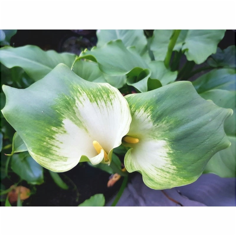 Цветок каллы Aethiopica Green Goddess с зелёно-белыми лепестками крупным планом