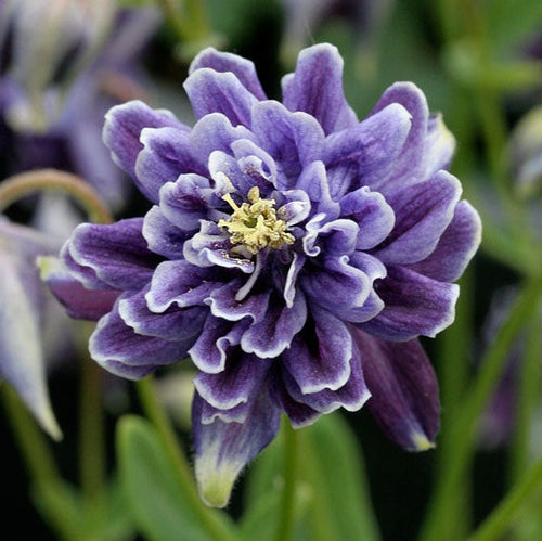 Фиолетовый цветок аквилегии махровой Aquilegia vulgaris Barlow крупным планом