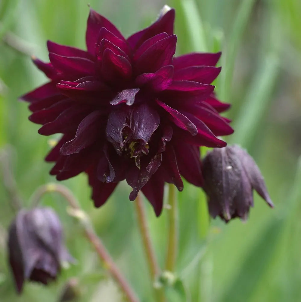 Bulbi de Căldărușe Aquilegia "Black Barlow", 1 bucată la ghiveci