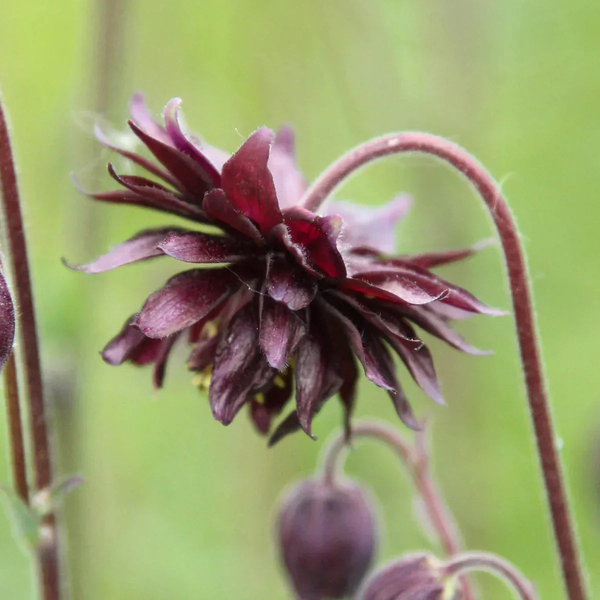 Bulbi de Căldărușe Aquilegia "Black Barlow", 1 bucată la ghiveci