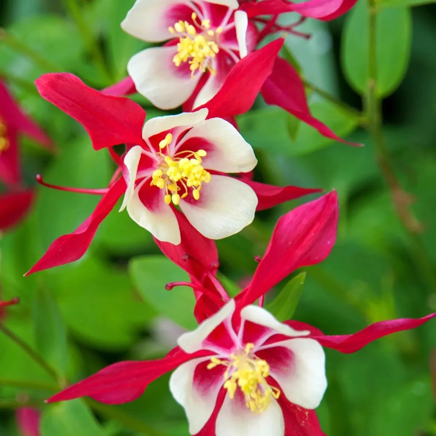 Bulbi de Caldaruse Aquilegia "Crimson Star I", 1 Bucata la ghiveci