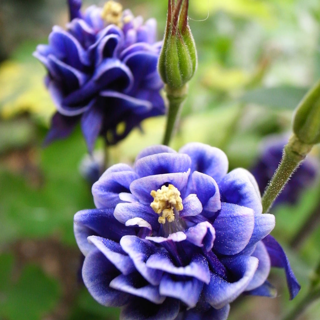 Фиолетовые махровые цветы калдарузы Aquilegia Double Blue на зелёном фоне сада