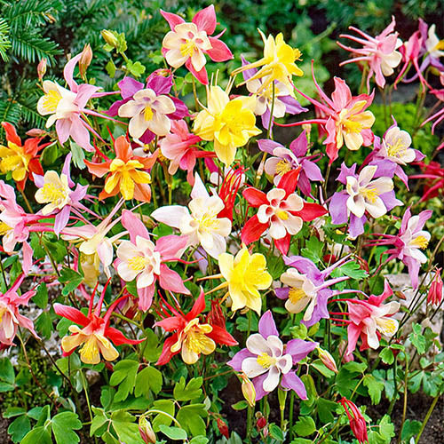 Bulbi de Caldaruse Aquilegia "McKanna Hybrids", Culori Mixt, 3 Radacini  la ghiveci