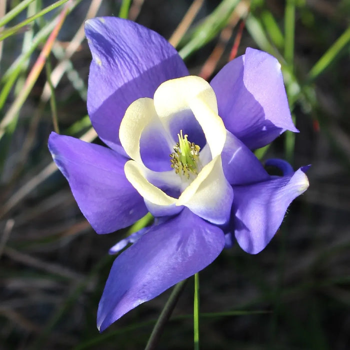 Bulbi de Caldaruse Aquilegia "Ministar", 1 Bucata la ghiveci