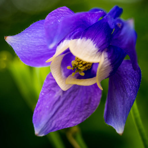 Bulbi de Caldaruse Aquilegia "Ministar", 1 Bucata la ghiveci