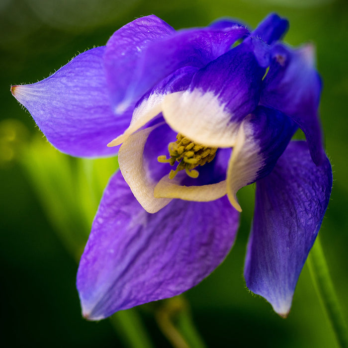 Bulbi de Caldaruse Aquilegia "Ministar", 1 Bucata la ghiveci