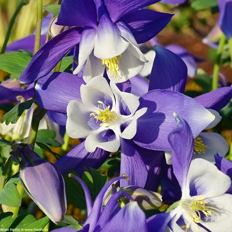 Bulbi de Caldaruse Aquilegia "Spring Magic Navy and White", 1 Bucata la ghiveci