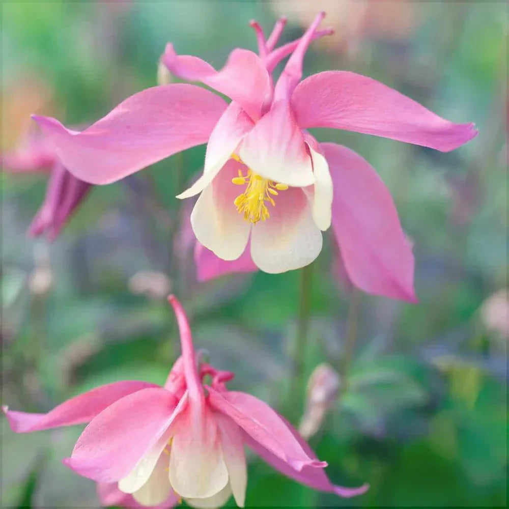 Bulbi de Caldaruse Aquilegia "Spring Magic Rose Ivory", 1 Bucata la ghiveci
