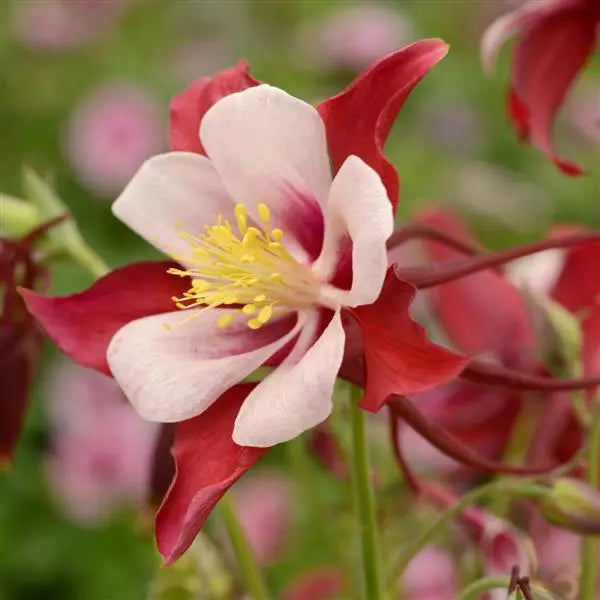Bulbi de Căldărușe Aquilegia "Swan Red and White", 1 Bucată la ghiveci