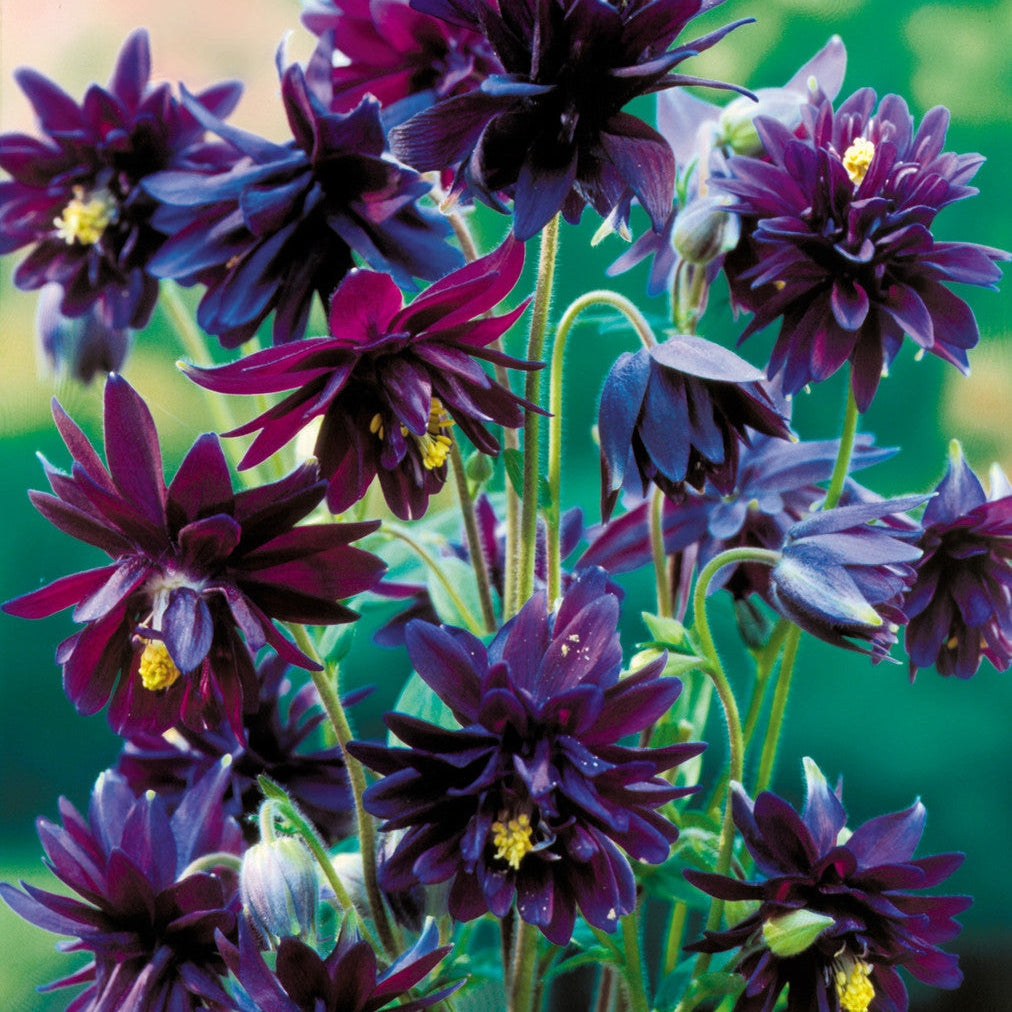 Bulbi de Caldaruse Aquilegia "Vulgaris Black Barlow", 1 Bucata la ghiveci
