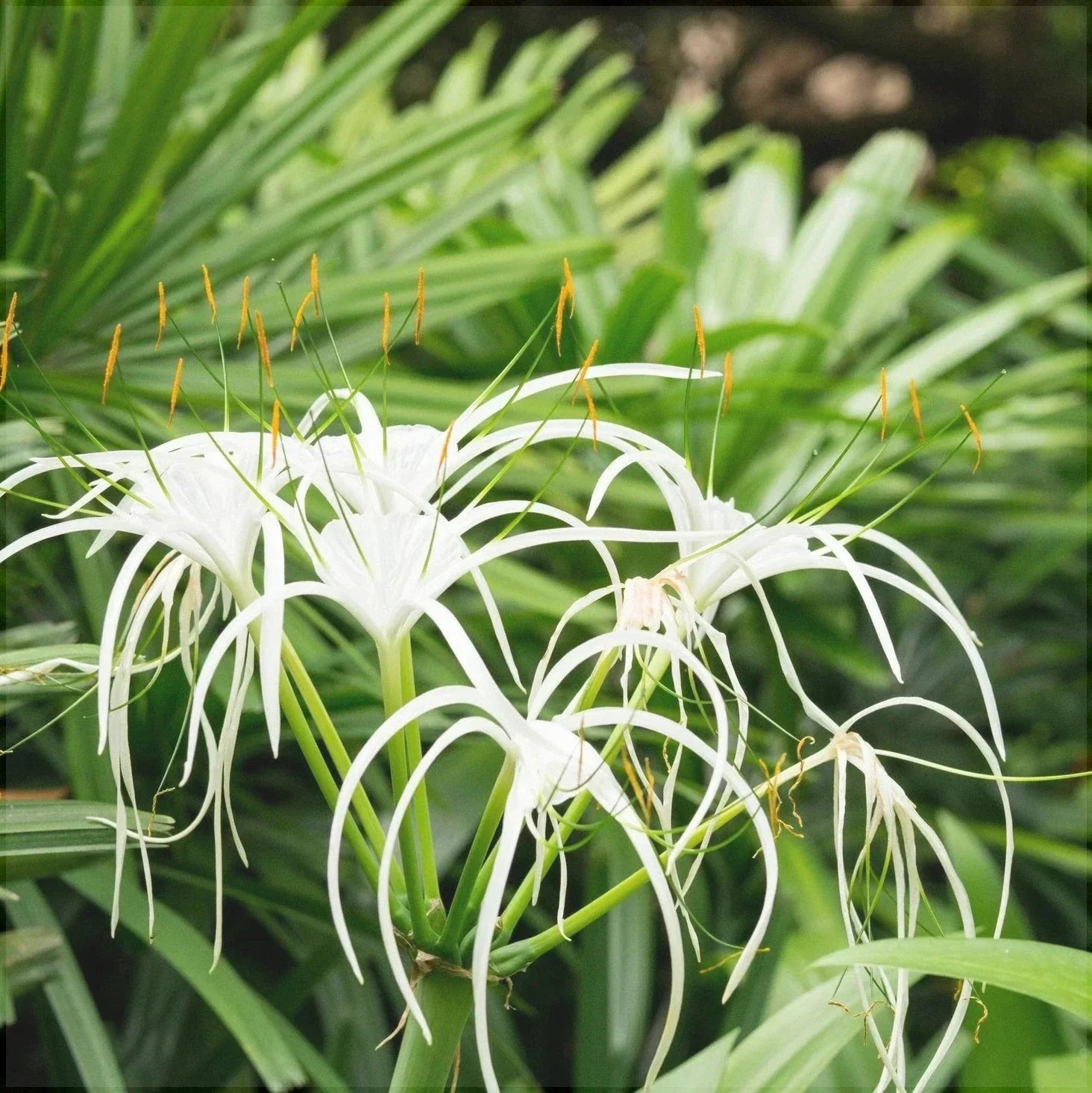 Bulbi de Crin "Paianjen", 1 Bucata