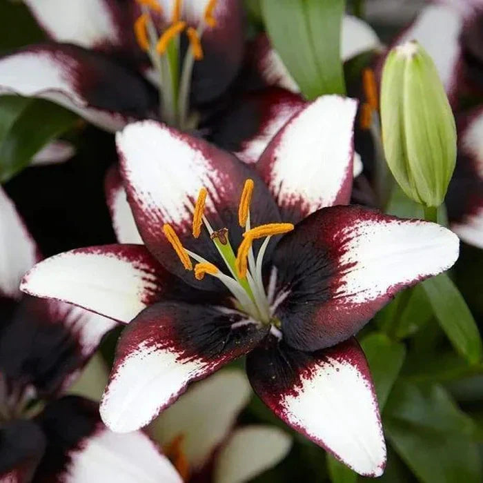 Bulbi de Crini "Black Eye", 1 Bucată