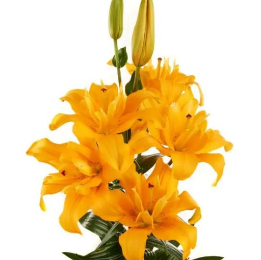 Bulbi de Crini "Butterfly Spring", 1 Bucata