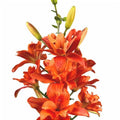 Оранжевый махровый цветок лилии сорта Butterfly Tropic на белом фоне