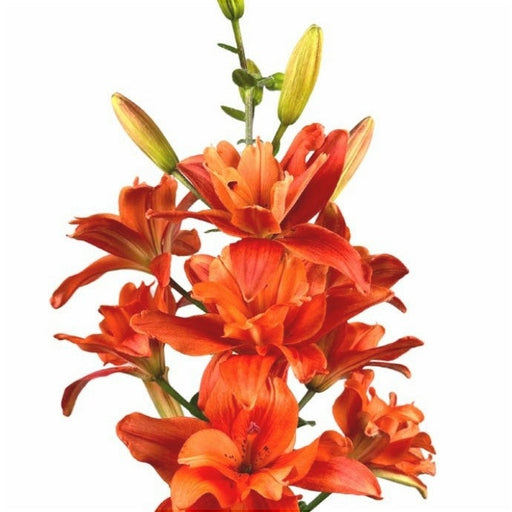Bulbi de Crini "Butterfly Tropic", 1 Bucata