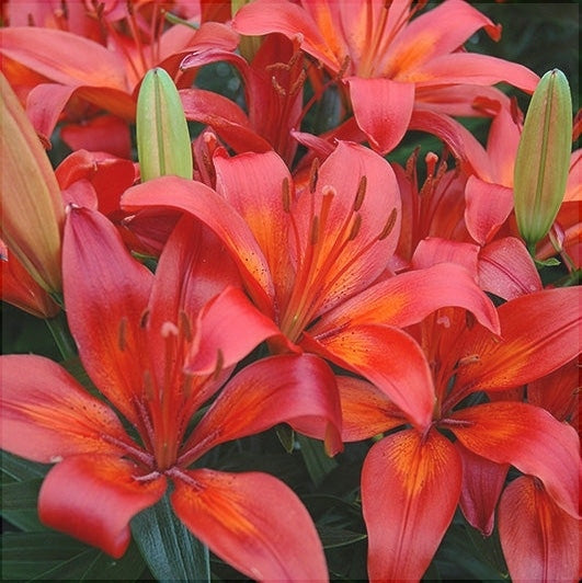 Оранжевые цветы лилии Детройт на клумбе, крупный план, свежие бутоны и распустившиеся цветы