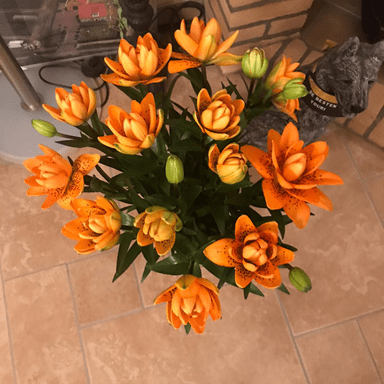 Bulbi de Crini "Dutch Design", 1 Bucata