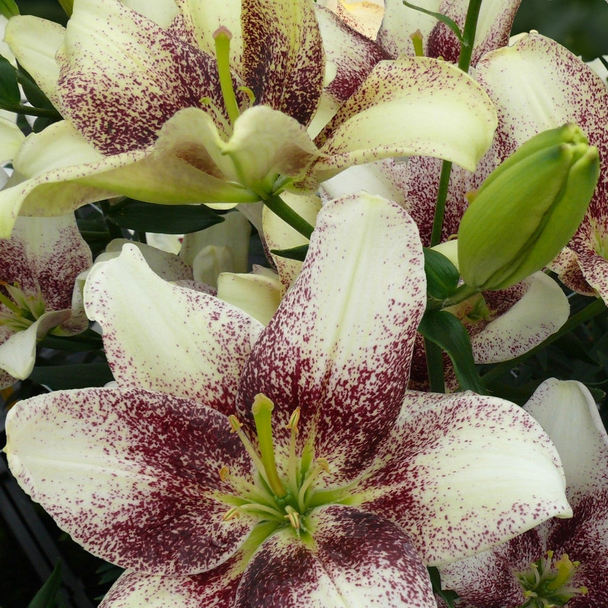 Bulbi de Crini "Easy Spot", 1 Bucata