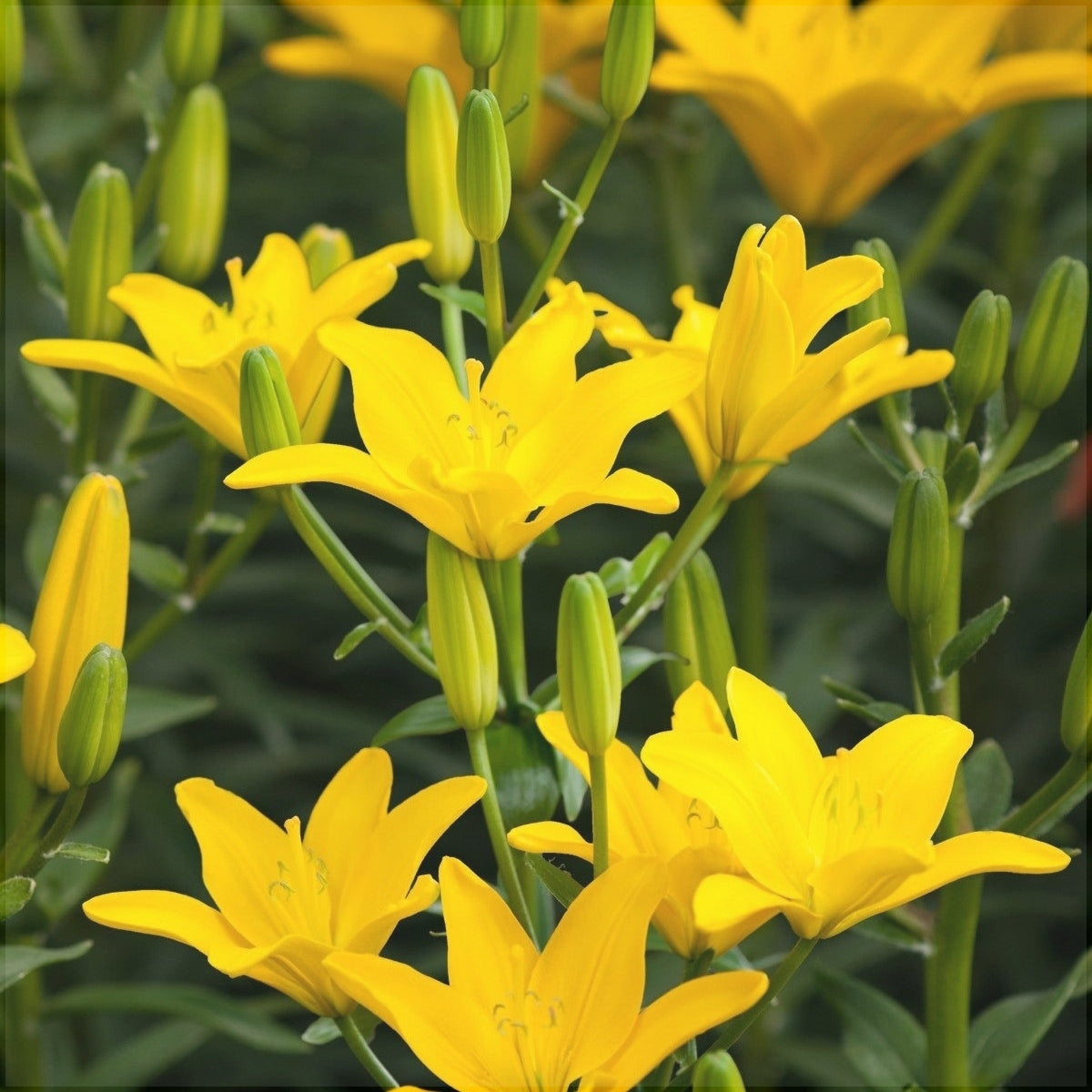 Bulbi de Crini "Easy Sun", 1 Bucata